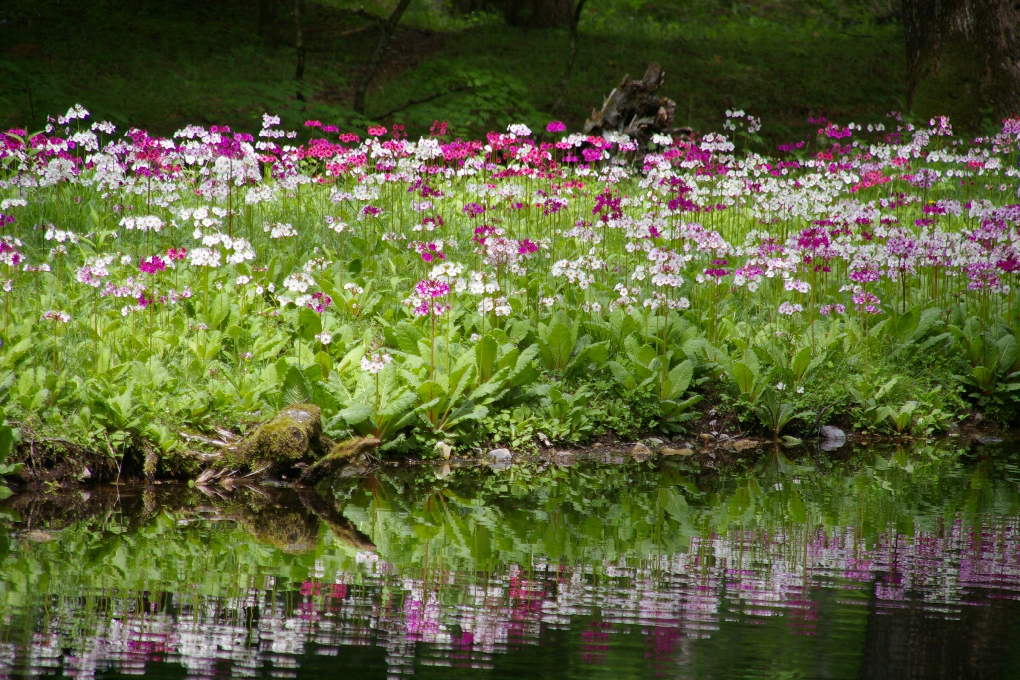 日光の水辺に咲くピンクと白のクリンソウと、水面に映る花々