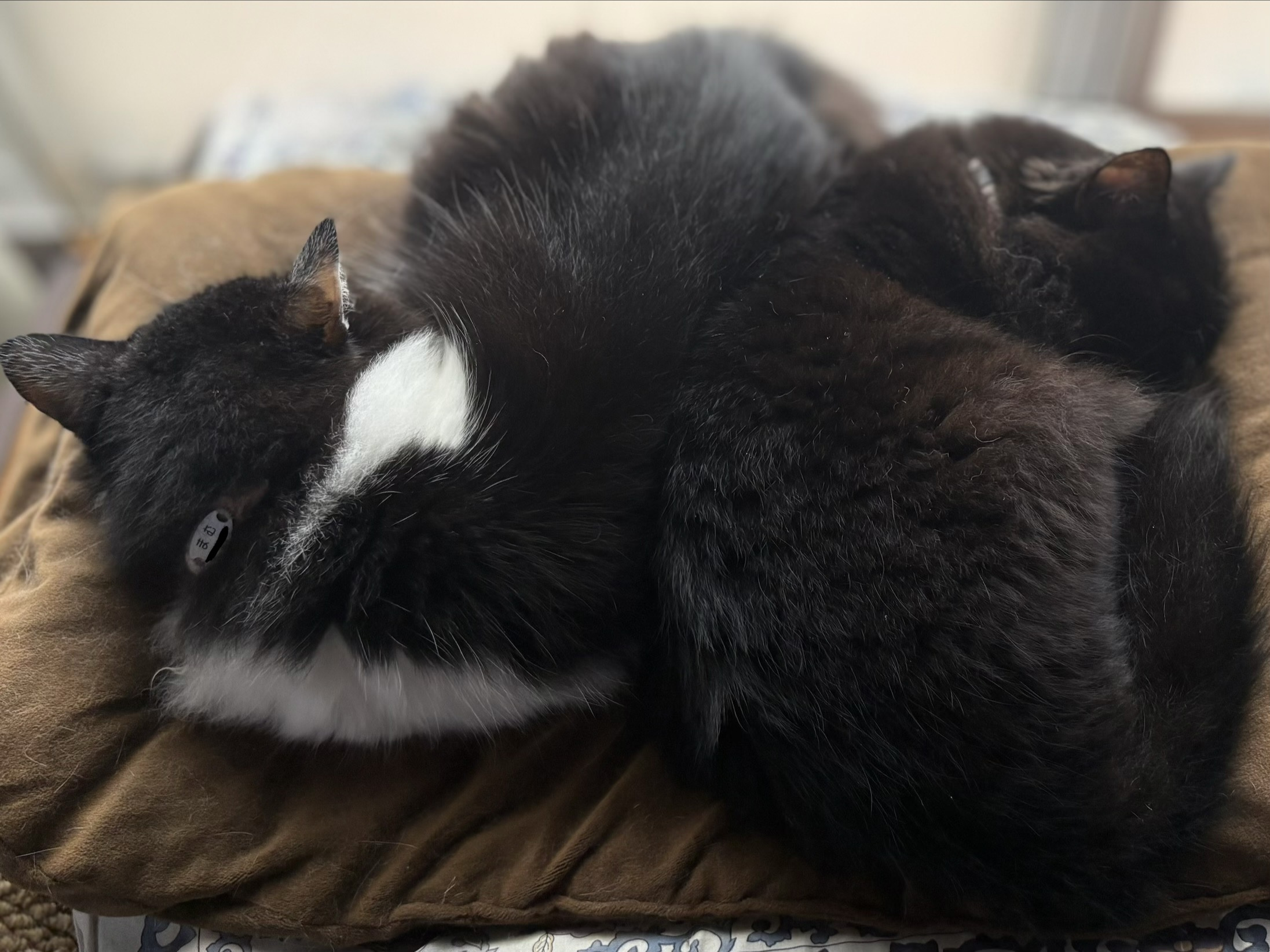 猫たちがくっついて寝る季節となりました♡